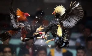 Cách Chơi Đá Gà Sabong Tại Xin88 Hiểu Luật Và Bí Quyết Thắng